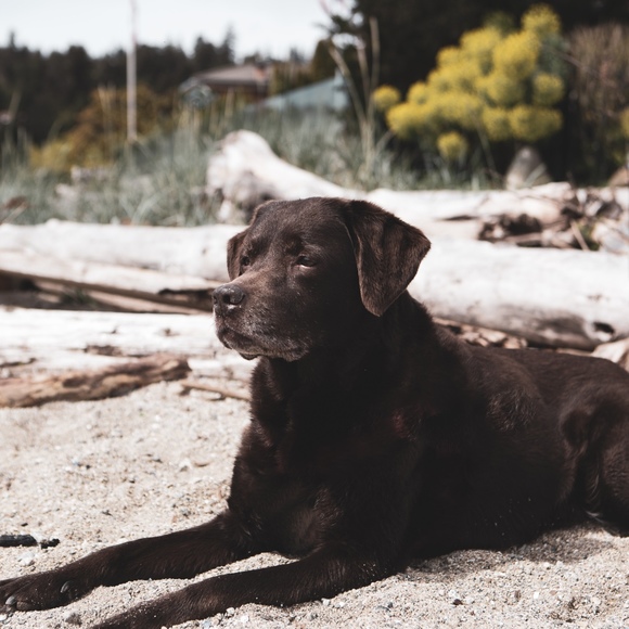 Meet your Posher, Ivana - Picture 1 of 1